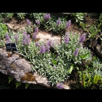 Stachys Lavandulifolia (fam. Labiees)(Asie Mineure) (01)